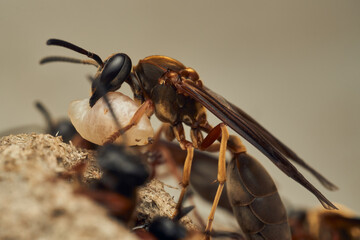a wasp with a larva in its jaw
