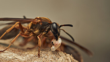 a wasp with a larva in its jaw