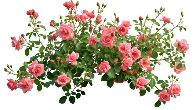 bush of rose flowers on white background