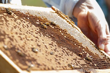 Close-up shot of a wooden frame filled with an array of busy honeybees and their honeycombs