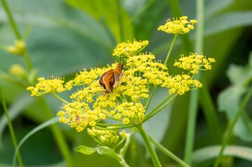 Vibrant orange butterfly perched atop a cluster of sunny yellow flowers
