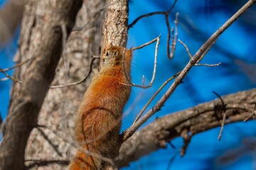 Gra squirrel perched on a tree branch in a lush area of forest © Wirestock