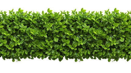 green trimmed bush hedge fencing,  isolated on transparent background