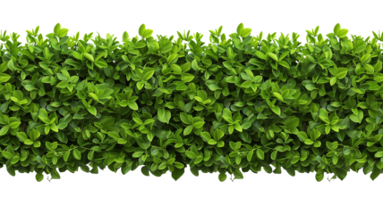 green trimmed bush hedge fencing,  isolated on transparent background