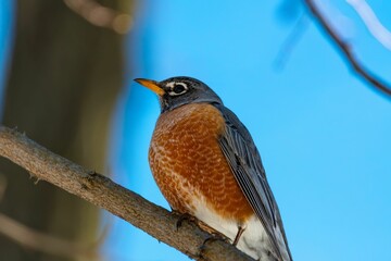 Orange-hued robin perched on a branch of an evergreen tree in a lush forest