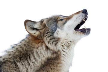 Wolf's Echoing Call on Transparent Background, PNG, Generative Ai