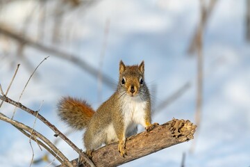 Naklejka na ściany i meble Adorable shot of a fluffy gray-brown squirrel perched on a branch of a tree in a snowy forest