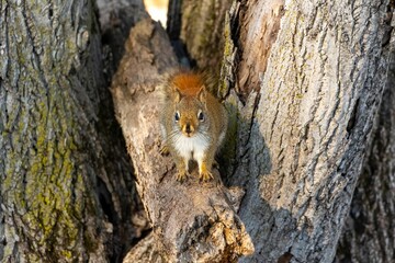 Naklejka na ściany i meble Adorable shot of a fluffy gray-brown squirrel perched on a branch of a tree