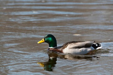 Obraz premium Mallard duck floating in a tranquil lake.