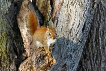 Naklejka na ściany i meble Squirrel perched on a tree branch.