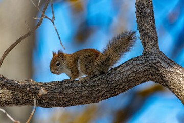 Squirrel perched on a tree branch.