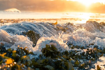 Tropical beach illuminated by orange hues of a setting sun as a wave rolls in