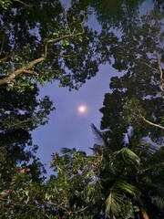 Stunning image of a full moon illuminating the dense tropical foliage of a jungle © Wirestock