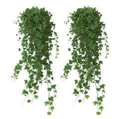 3d render creeper plants isolated on transparent background,
