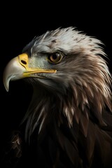 Fototapeta premium AI generated illustration of A majestic bald eagle standing out against a dark backdrop