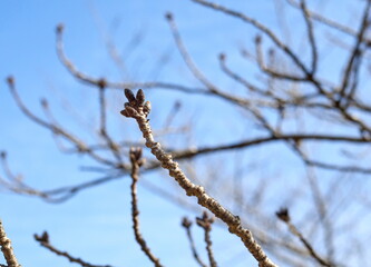 東京梅散歩　浜離宮～汐留～銀座