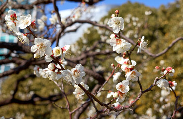 東京梅散歩　浜離宮～汐留～銀座