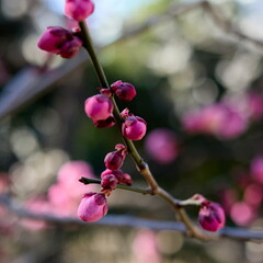 東京梅散歩　浜離宮～汐留～銀座