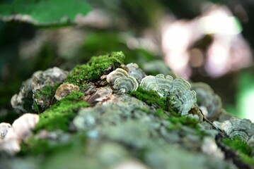 there is moss growing on the tree trunk near the leaves