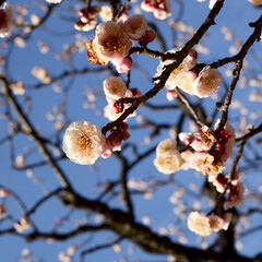 東京梅散歩　浜離宮～汐留～銀座