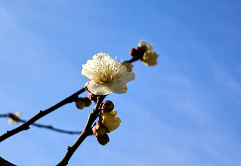 東京梅散歩　浜離宮～汐留～銀座