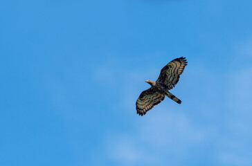 Ichthyophaga ichthyaetus, Gray-headed Fish-eagle, Orel šedohlavý. In the wild. Wild eagle photography. Wilpattu Park, Sri Lanka.​