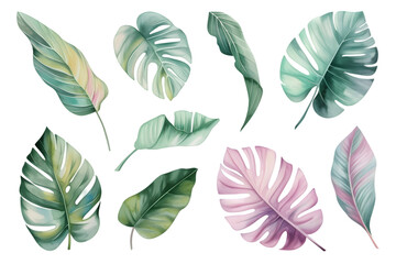 Fototapeta na wymiar Tropical plants watercolor collection isolated on transparent background