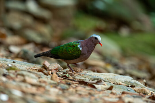 Grey-capped Emerald Dove, Common Emerald Dove, Emerald Dove Emerald Dove Green-winged Dove Chalcophaps indica standing on the ground..​