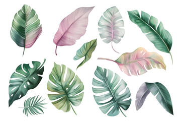 Tropical plants watercolor collection isolated on transparent background