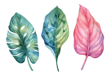 Tropical plants watercolor collection isolated on transparent background