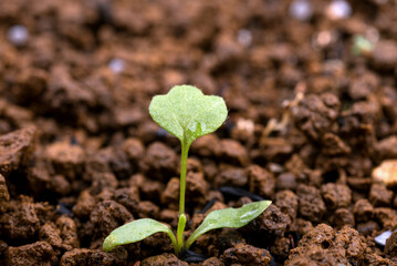 発芽したオキナグサの芽