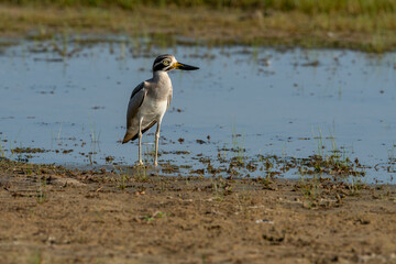 Great stone-curlew – Esacus recurvirostris, beautiful bird from Asian grasslands and meadows, Sri Lanka.