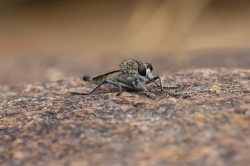 Selective focus Robber Flies (Asilidae) on rocks along a river in northern Thailand.