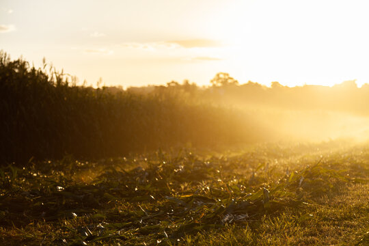 Mown forage crop plant in windrows