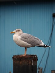 Vertical shot of a seagull perched on a rusty pole in a garden