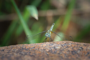 close up big dragonfly with beautiful eyes sitting on a rock Amidst nature in the jungle of Thailand