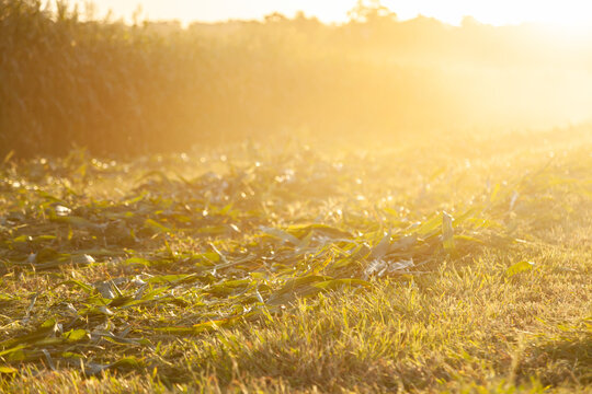 Mown forage crop plant in windrows