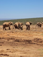 Group of African elephants is seen walking across a dry and sandy terrain