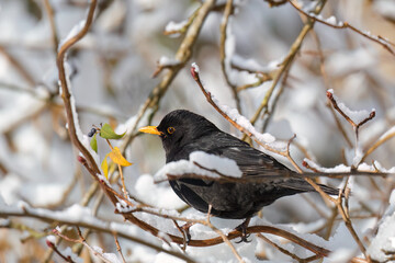 Winterfoto mit einer Amsel bei der Futtersuche im dichten Geäst.