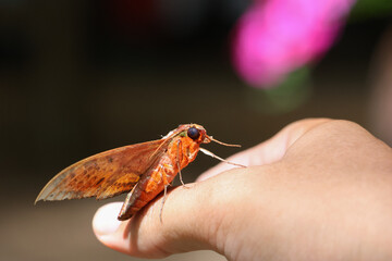 Selective focus. Beautiful orange color Moth. Look at the beauty of insects and nature.