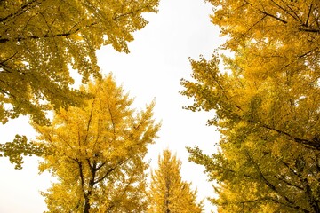 Low-angle shot of yellow trees under the cloudless sky in autumn