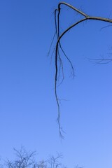 Closeup of a beautiful tree under the blue sky during a sunny weather
