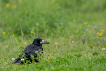 a crow is standing in a grassy field near flowers and grass