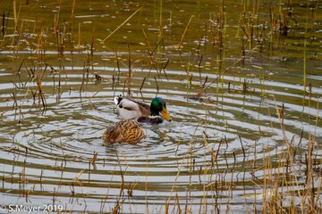 two ducks swimming in a lake with reedy grasses around