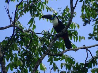 Toucan in the Amazon Rainforest © Wirestock