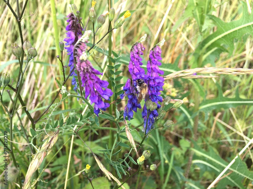 Poster Bee in purple-blue foxglove plant