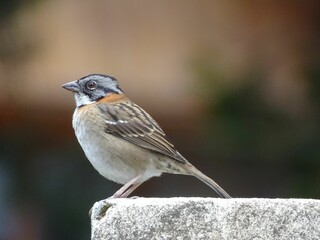 Colorful bird with black and grey stripes on head sitting on a stone