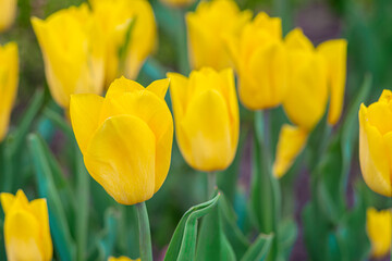 Obraz premium Yellow tulip flower close up with green leaves blooming in a meadow, park, flowerbed outdoor. World Tulip Day. Tulips field, nature, spring, floral background.