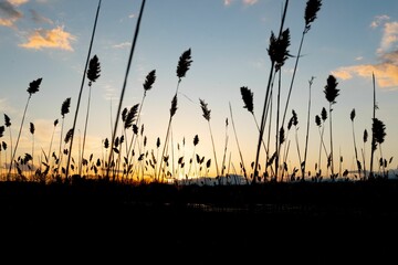 Silhouette of tall stalks of majestic grass under a sunset sky.