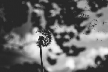 Closeup grayscale shot of a dandelion flower captured in mid-air against a blue sky backdrop
